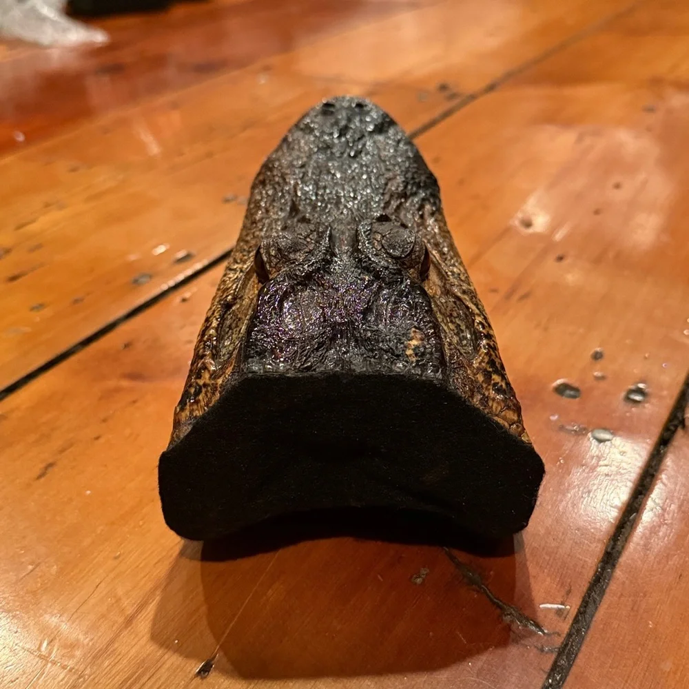 Taxidermy Alligator Head with Felt Backing